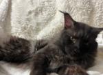 GERMAN BLACK SMOKE MAINE COON MALE - Maine Coon Cat For Sale/Retired Breeding - Warren&comma; OH&comma; US