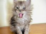 High Black Smoke Girl Purple Collar - Maine Coon Kitten For Sale - Chicago&comma; IL&comma; US