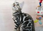 Richard - Bengal Kitten For Sale - Pembroke Pines&comma; FL&comma; US