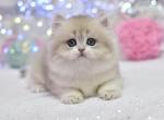 Elza - British Shorthair Kitten For Sale - Norwalk&comma; CT&comma; US