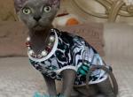 Amanda - Bambino Kitten For Sale - Norwalk&comma; CT&comma; US