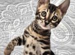 Fiesta - Bengal Kitten For Sale - Pembroke Pines&comma; FL&comma; US