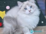Yarik&lowbar; - Siberian Kitten For Sale - Pembroke Pines&comma; FL&comma; US