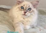 Unti - Siberian Kitten For Sale - Pembroke Pines&comma; FL&comma; US