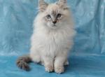 Zador - Siberian Kitten For Sale - Pembroke Pines&comma; FL&comma; US