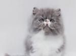 Tom - Persian Kitten For Sale - Pembroke Pines&comma; FL&comma; US