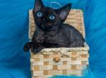 Max&lowbar; - Devon Rex Kitten For Sale - Norwalk&comma; CT&comma; US