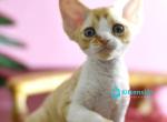 Edison - Devon Rex Kitten For Sale - Norwalk&comma; CT&comma; US
