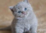 Dobrinya - Scottish Straight Kitten For Sale - Hollywood&comma; FL&comma; US