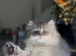 Juliette - British Shorthair Kitten For Sale - Matthews&comma; NC&comma; US