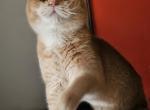 Landon - British Shorthair Kitten For Sale - New York&comma; NY&comma; US
