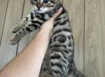 Bengal Male kitten 2 - Bengal Kitten For Sale - Beach Park&comma; IL&comma; US