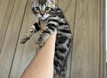 Bengal Male Kitten - Bengal Kitten For Sale - Beach Park&comma; IL&comma; US
