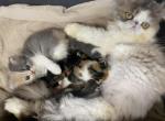 CARMELLA DILUTE CALICO PERSIAN FEMALE - Persian Cat For Sale - Fleetwood&comma; PA&comma; US