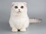 Xantie silver munchkin Scottish kilt short legs - Munchkin Kitten For Sale - TX&comma; US