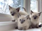 Siamese Kittens - Siamese Kitten For Sale - MA&comma; US