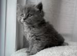 Simba - Maine Coon Kitten For Sale - Hainesville&comma; IL&comma; US