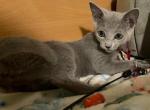 Russian Blue 1 20a - Russian Blue Kitten For Sale - Manorville&comma; NY&comma; US