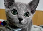 Russian Blue 1 20 - Russian Blue Kitten For Sale - Manorville&comma; NY&comma; US