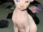 Odd eye boy - Sphynx Kitten For Sale - Miami&comma; FL&comma; US