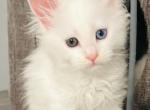 Frosty - Maine Coon Kitten For Sale - Huntington Station&comma; NY&comma; US