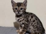 Two Litters due any day now - Bengal Kitten For Sale - Auburn&comma; IL&comma; US