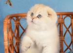Bairon Scottish - Scottish Fold Kitten For Sale - Empire State&comma; NY&comma; US