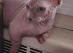 Eros - Bambino Kitten For Sale - NY&comma; US