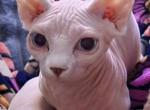 Mia - Bambino Kitten For Sale - NY&comma; US
