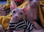 Enzo - Bambino Kitten For Sale - NY&comma; US