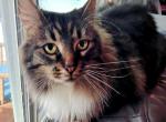 Echo - Maine Coon Cat For Sale - Kelso&comma; WA&comma; US