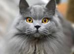 Bubbles - British Shorthair Cat For Sale - WA&comma; US