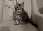 Arthur from the Kingdom of Avalon litter - Maine Coon Kitten For Sale - Chandler Heights&comma; AZ&comma; US