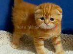 Orange baby Helen scottish fold red color girl - Scottish Fold Kitten For Sale - CA&comma; US