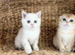 Color Point Boy - Scottish Fold Kitten For Sale - Providence&comma; RI&comma; US
