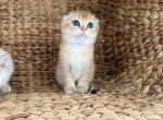 Golden Shaded Boy - Scottish Fold Kitten For Sale - Providence&comma; RI&comma; US