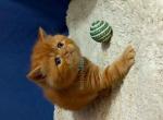 Orange baby Hugo scottish straight red color boy - Scottish Straight Kitten For Sale - CA&comma; US
