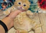 Orange baby Winnie Pooh scottish fold baby boy - Scottish Fold Kitten For Sale - CA&comma; US