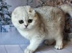 Dolly silver shaded scottish fold baby girl - Scottish Fold Kitten For Sale - CA&comma; US
