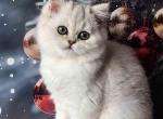 Dafi silver shaded scottish straight baby girl - Scottish Straight Kitten For Sale - CA&comma; US