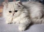 Debbie silver shaded longhair scottish baby girl - Persian Kitten For Sale - CA&comma; US