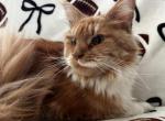 Maxine - Maine Coon Cat For Sale - Ocala&comma; FL&comma; US