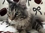 Ezra - Maine Coon Cat For Sale - Ocala&comma; FL&comma; US