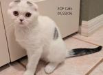 Priscilla - Scottish Fold Kitten For Sale - DeLand&comma; FL&comma; US