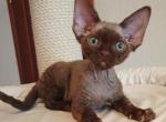 Capuchino - Devon Rex Kitten For Sale - Brooklyn&comma; NY&comma; US