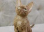 Bob - Devon Rex Kitten For Sale - Brooklyn&comma; NY&comma; US