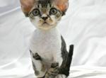 Bobby - Devon Rex Kitten For Sale - Brooklyn&comma; NY&comma; US