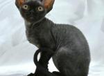 Blake - Devon Rex Kitten For Sale - Brooklyn&comma; NY&comma; US