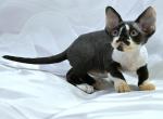Brandon - Devon Rex Kitten For Sale - Brooklyn&comma; NY&comma; US