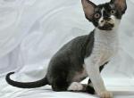 Billbo - Devon Rex Kitten For Sale - Brooklyn&comma; NY&comma; US